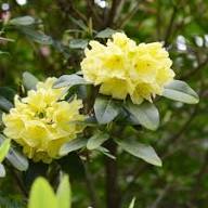 Yellow Rhododendron Flowers Seeds – Heirloom, Non-GMO, High Germination Organic Seeds