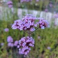 Pink Verbena Bonariensis Flower Seeds for Planting – Heirloom, Non-GMO, High Germination