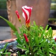 Red White Oxalis Corymbosa Flower Seeds for Planting – Heirloom Non-GMO High Germination Organic Garden Seeds