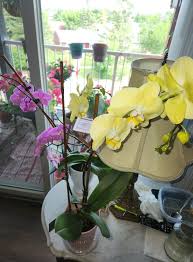 Yellow Orchids Flower Seeds – Heirloom, Non-GMO, High Germination Organic Garden Seeds