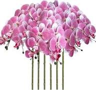 Pink White Orchid Flower Seeds – Heirloom Non-GMO High Germination Organic Garden Seeds