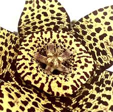 Yellow Brown Stapelia Flower Seeds Heirloom Non-GMO High Germination Organic Garden Seeds for Planting