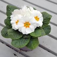 White Primula Flower Seeds for Planting – Heirloom, Non-GMO, High Germination