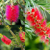 Red Melaleuca Salicina Flower Seeds – Heirloom, Non-GMO, High Germination Organic Garden Seeds for Planting