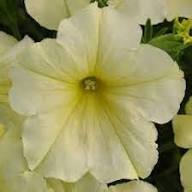 White Yellow Petunia Flower Seeds for Planting | Heirloom Non-GMO Organic