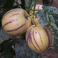 Mixed Ginseng Melon Seeds – Heirloom, Non-GMO, High Germination Organic Garden