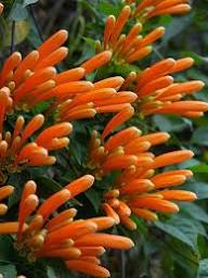 Orange Sanguisorba Flower Seeds – Heirloom Non-GMO High Germination Organic Garden Seeds