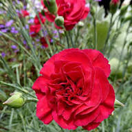 Carnations Flower Seeds Red – Heirloom, Non-GMO, High Germination Organic Garden Seeds for Planting Seeds for Planting