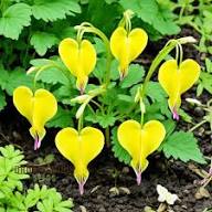 Yellow Dicentra Spectabilis Flower Seeds for Planting – Heirloom, Non-GMO, High Germination