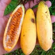 Banana Passion Seeds Yellow Heirloom Non-GMO High Germination Organic Garden Seeds for Planting