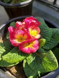 Semillas de flores de prímula rosa – Cimarrón, sin OMG, semillas de jardín orgánicas de alta germinación para plantar