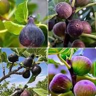 Black Mission Fig Seeds for Planting Heirloom Non-GMO High Germination Organic Garden Seeds