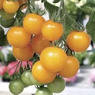 Tomato Growing Yellow Seeds – Heirloom, Non-GMO, High Germination Organic Garden Seeds Planting
