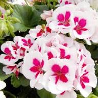 White Red Geranium Flower Seeds for Planting – Heirloom Non-GMO High Germination Organic Garden Seeds
