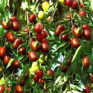Jujuba Seeds Heirloom Non-GMO High Germination Organic Garden Seeds for Planting