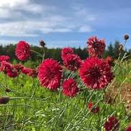 Red Centaurea Cyanus Flower Seeds – Heirloom, Non-GMO, High Germination Organic Garden Seeds for Planting Seeds for Planting
