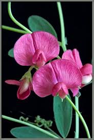 Sweet Pea Flower Seeds Pink Heirloom Non-GMO High Germination Organic Garden Seeds