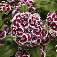 Dianthus Flower Seeds Perennial Purple – Heirloom Non-GMO High Germination Organic Garden Seeds for Planting