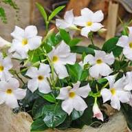 White Dipladenia Flower Seeds – Heirloom, Non-GMO, High Germination Seeds
