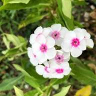 Phlox Flower Seeds for Planting – Heirloom, Non-GMO, High Germination Organic Garden Seeds