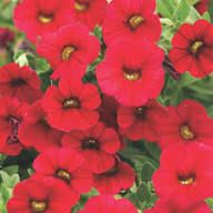 Red Calibrachoa Flower Seeds Heirloom Non-GMO High Germination Organic Garden Seeds for Planting