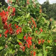 Pole Bean Flower Seeds Heirloom Non-GMO High Germination Organic Garden Seeds for Planting