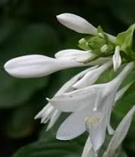 White Hosta Plantaginea Flower Seeds Heirloom Non-GMO High Germination Organic Garden Seeds for Planting