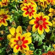 Yellow Red Bidens Flower Seeds Heirloom Non-GMO High Germination Organic Garden Seeds for Planting