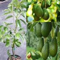 Mixed Avocado Seeds – Heirloom, Non-GMO, High Germination Organic Garden