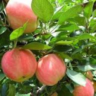 Pink Apple Tree Seeds Heirloom Non-GMO High Germination Organic Garden Seeds for Planting