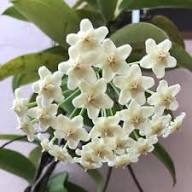 White Hoya Flower Seeds Heirloom Non-GMO High Germination Organic Garden Seeds for Planting