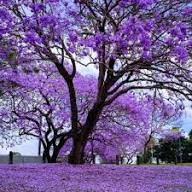 Purple Jacaranda Tree Seeds Heirloom Non-GMO High Germination Organic Garden Seeds for Planting