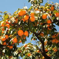 Mixed Organic Persimmon Seeds – Heirloom, Non-GMO, High Germination Organic Garden Seeds for Planting