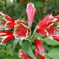 Red Alstroemeria Psittacina Flower Seeds – Heirloom, Non-GMO, High Germination Organic Seeds for Planting