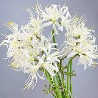 White Lycoris Flower Seeds Heirloom Non-GMO High Germination Organic Garden Seeds for Planting
