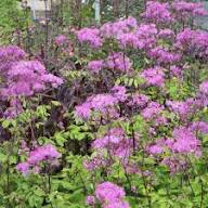 Pink Thalictrum Aquifolium Flower Seeds Heirloom Non-GMO High Germination Organic Garden Seeds for Planting