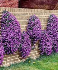 Creeping Thyme Plant Seeds Heirloom Non-GMO High Germination Organic Garden Seeds
