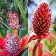 Pineapple Seeds Pink – Heirloom Non-GMO High Germination Organic Garden Seeds