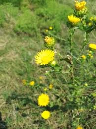 Yellow Grindelia Flower Seeds – Heirloom, Non-GMO, High Germination Seeds