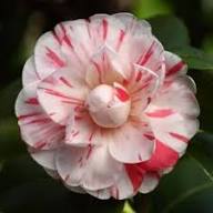 White Red Camellia Flower Seeds Heirloom Non-GMO High Germination Organic Garden Seeds for Planting