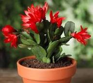 Zygocactus Truncatus Flower Seeds Red – Heirloom Non-GMO High Germination Organic Garden Seeds