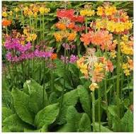 Primula Candelabra Flower Seeds for Planting – Heirloom Non-GMO High Germination Organic Garden Seeds