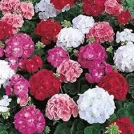 Geranium Apple Flower Seeds Mixed – Heirloom, Non-GMO, High Germination Seeds
