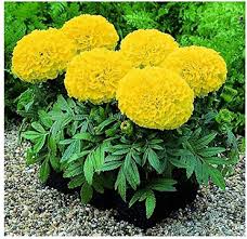 Yellow Marigold Gulzafri flower seeds for planting heirloom non-GMO garden seeds with vibrant golden blooms growing naturally in a home garden