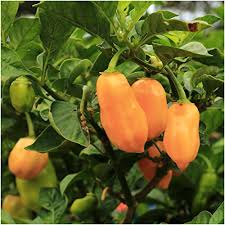Orange Peach Pepper Vegetables Seeds – Heirloom, Non-GMO, High Germination Organic Garden Seeds Planting