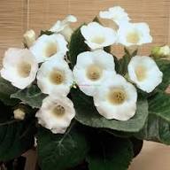 Gloxinia Flower Seeds White – Heirloom, Non-GMO, High Germination Organic Garden Seeds