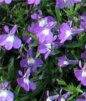 Purple Lobelia Regatta Flower Seeds for Planting – Heirloom, Non-GMO, High Germination Organic Garden Seeds for Planting Seeds for Planting