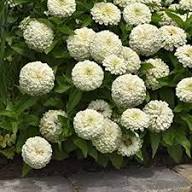 White Zinnia Flower Seeds – Heirloom Non-GMO High Germination Organic Garden Seeds