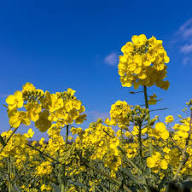 Rapeseed Flower Seeds Heirloom Non-GMO High Germination Organic Garden Seeds for Planting