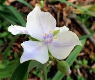Tradescantia Flower Seeds – Heirloom, Non-GMO, High Germination Organic Seeds